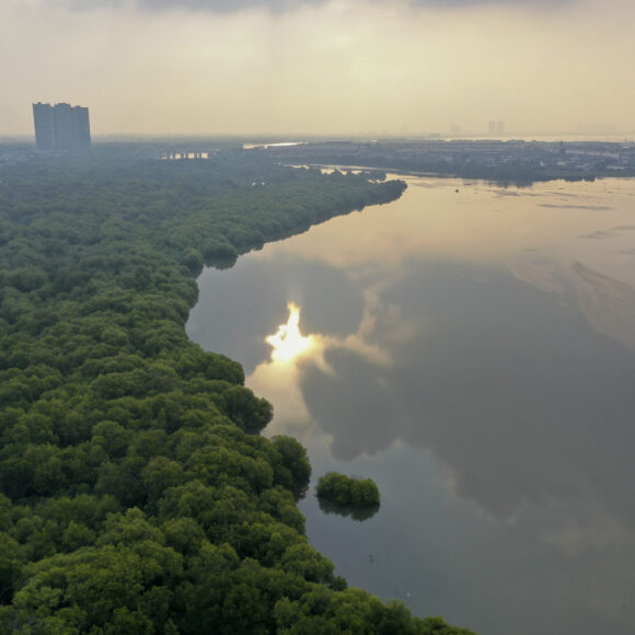 North Jakarta’s mangrove forest
