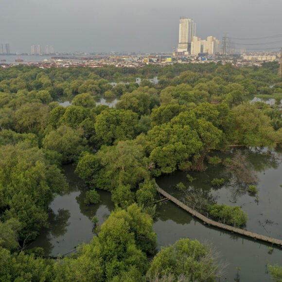Protecting coastal ecosystems in Jakarta