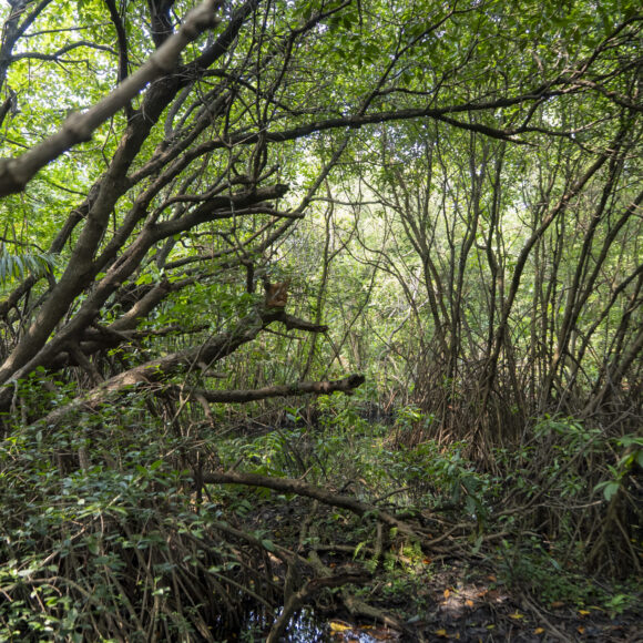 The mangrove ecosystem in North Jakarta