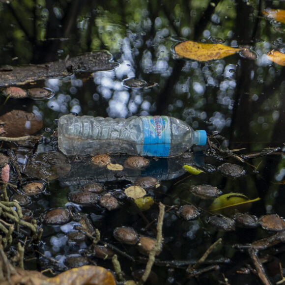 Nature protects, but needs protection too