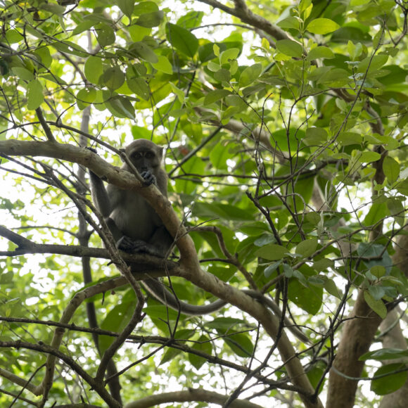 Biodiversity in coastal mangroves