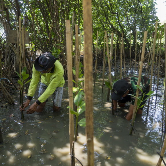 Bhumi Journey to restore mangroves and revive coastal futures