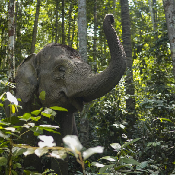 Protecting natural land supports ecosystems and wildlife