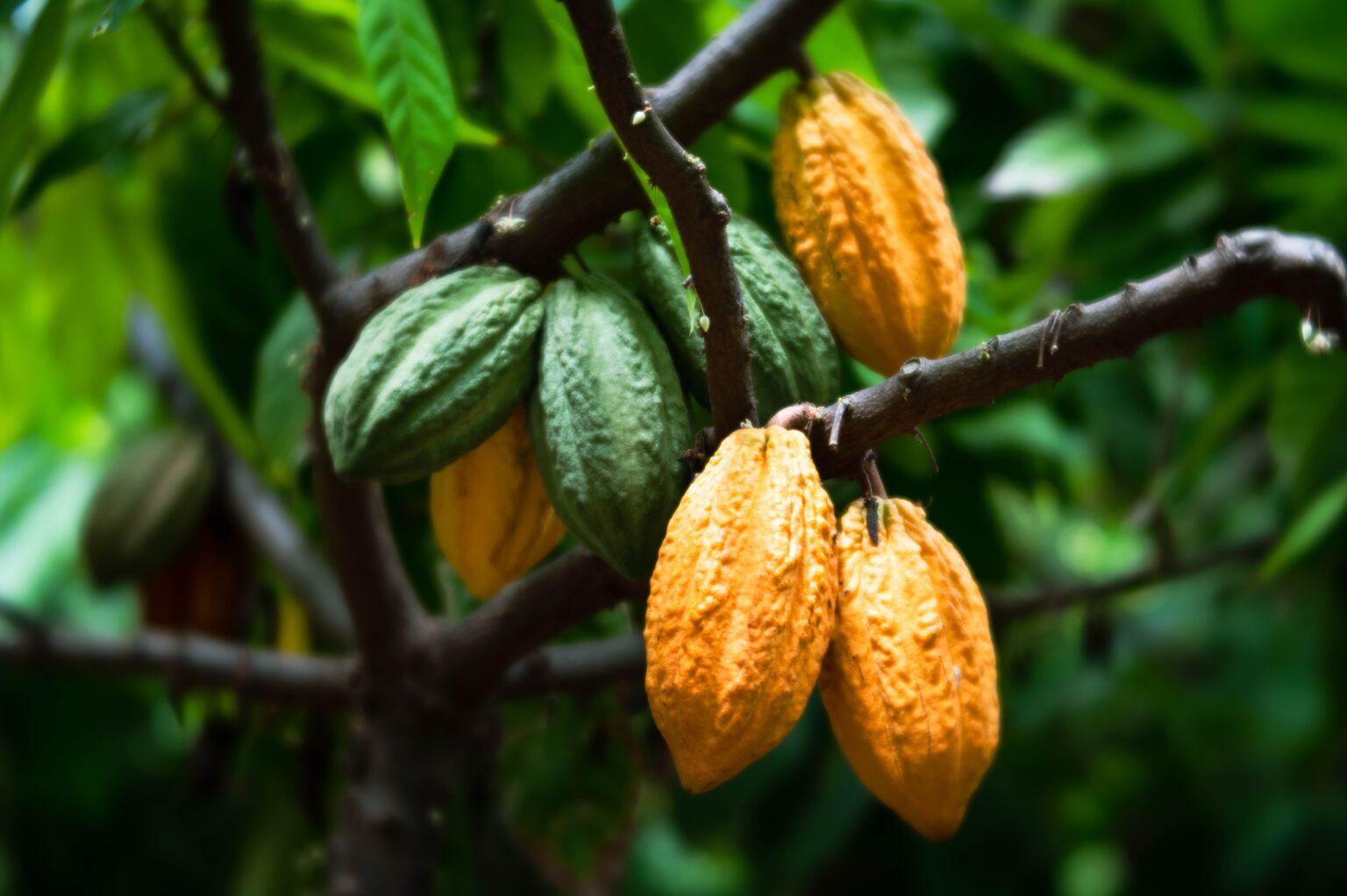 Indonesia Impact Alliance and KINETIK host event at Impact Investment Summit