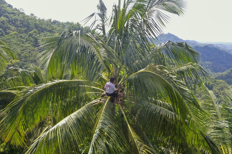 From coconuts palms to global markets: how climate finance is supporting Indonesia’s farmers